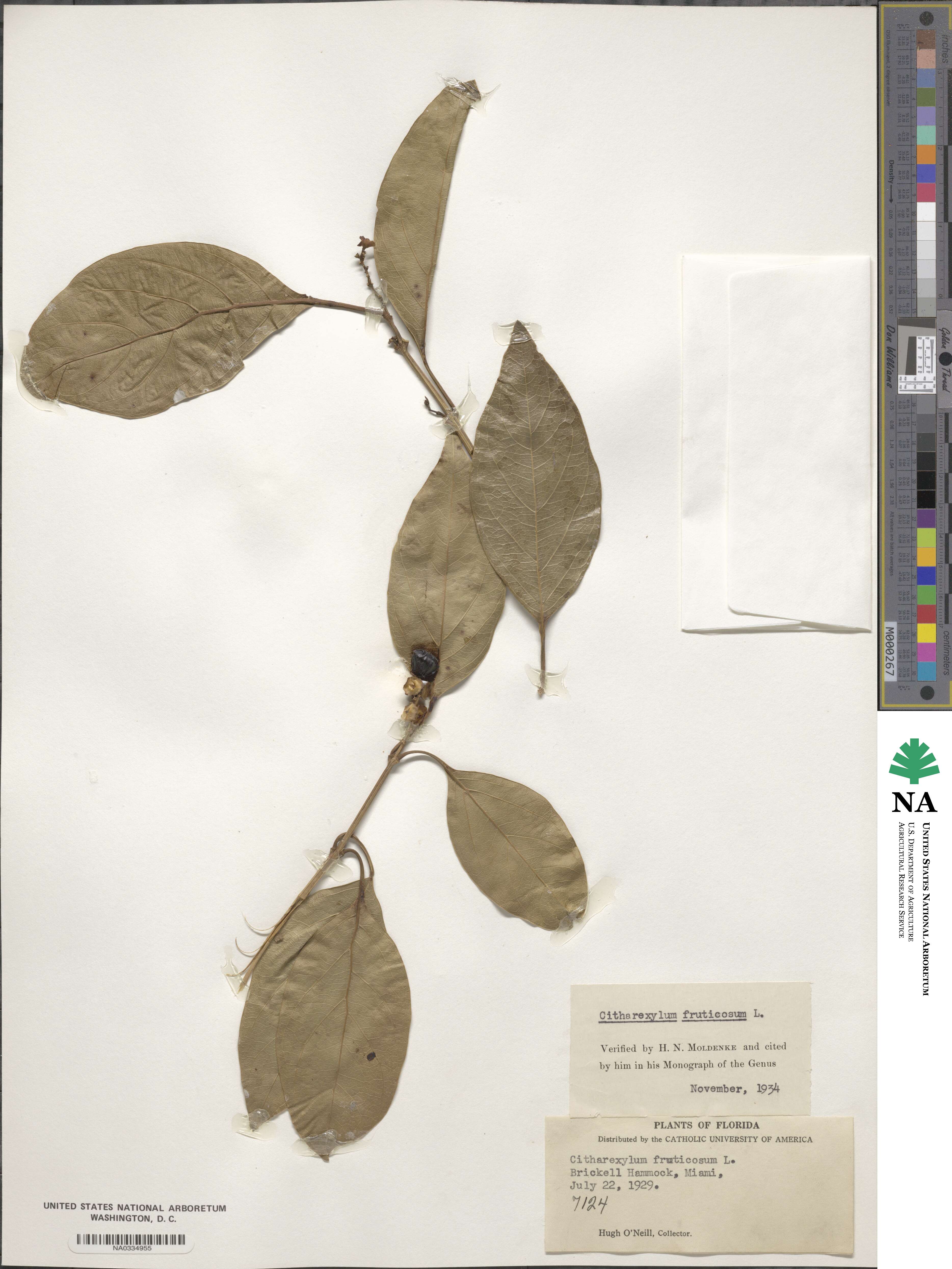 Citharexylum spinosum image