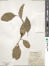 Citharexylum spinosum image