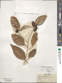 Citharexylum spinosum image