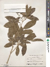 Citharexylum spinosum image