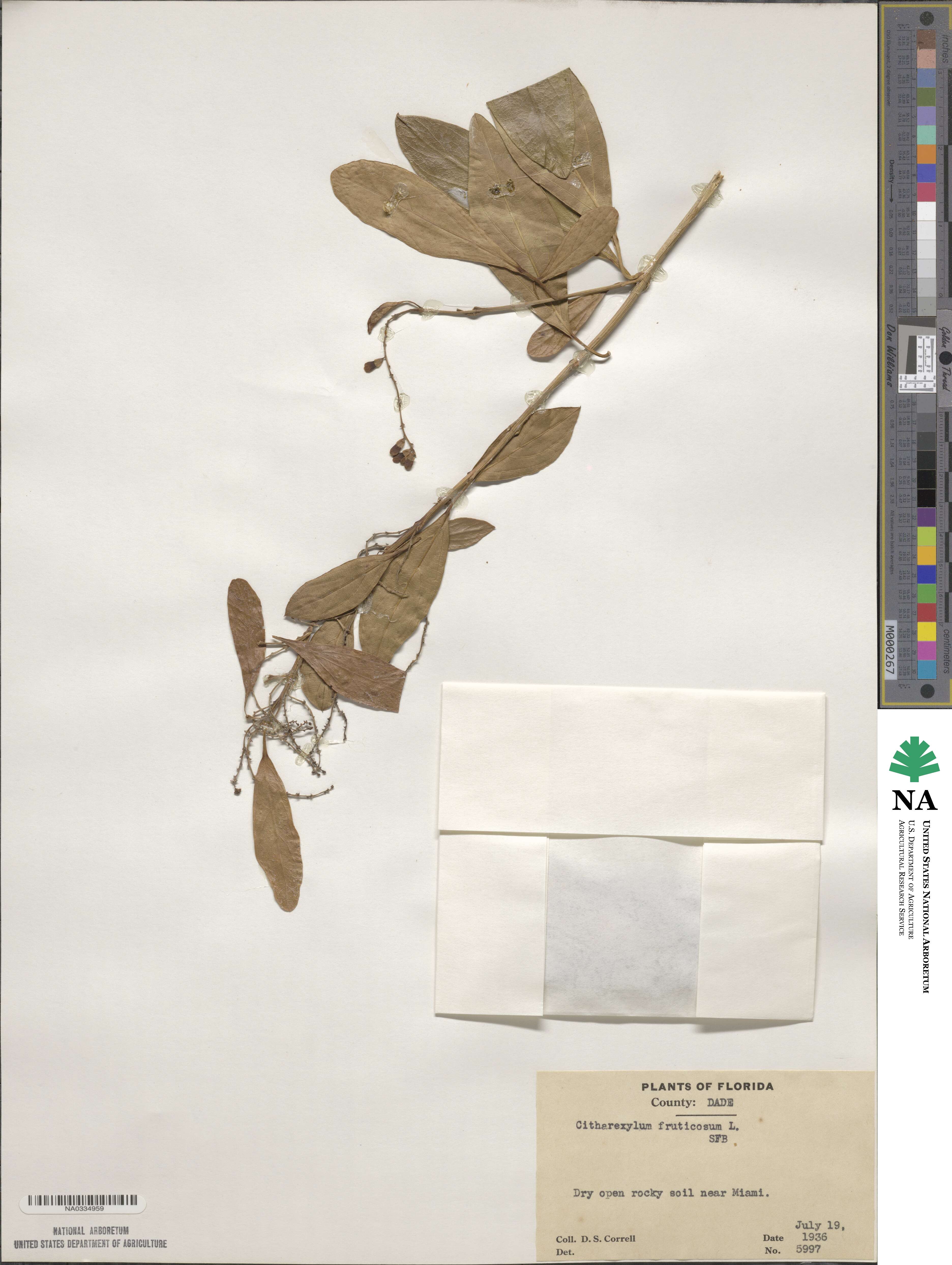 Verbenaceae image