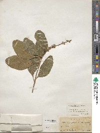 Citharexylum spinosum image