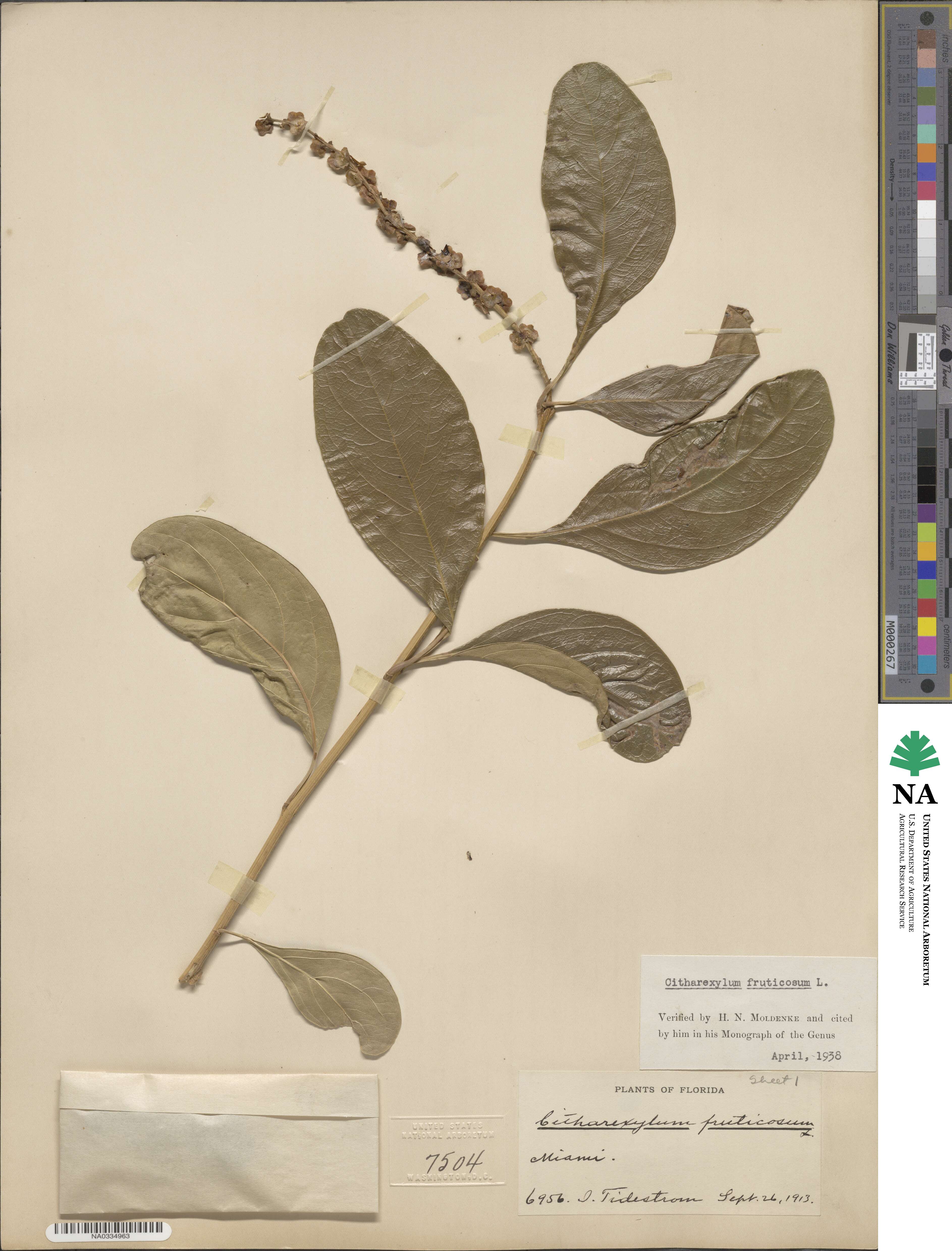Citharexylum spinosum image