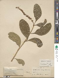 Citharexylum spinosum image