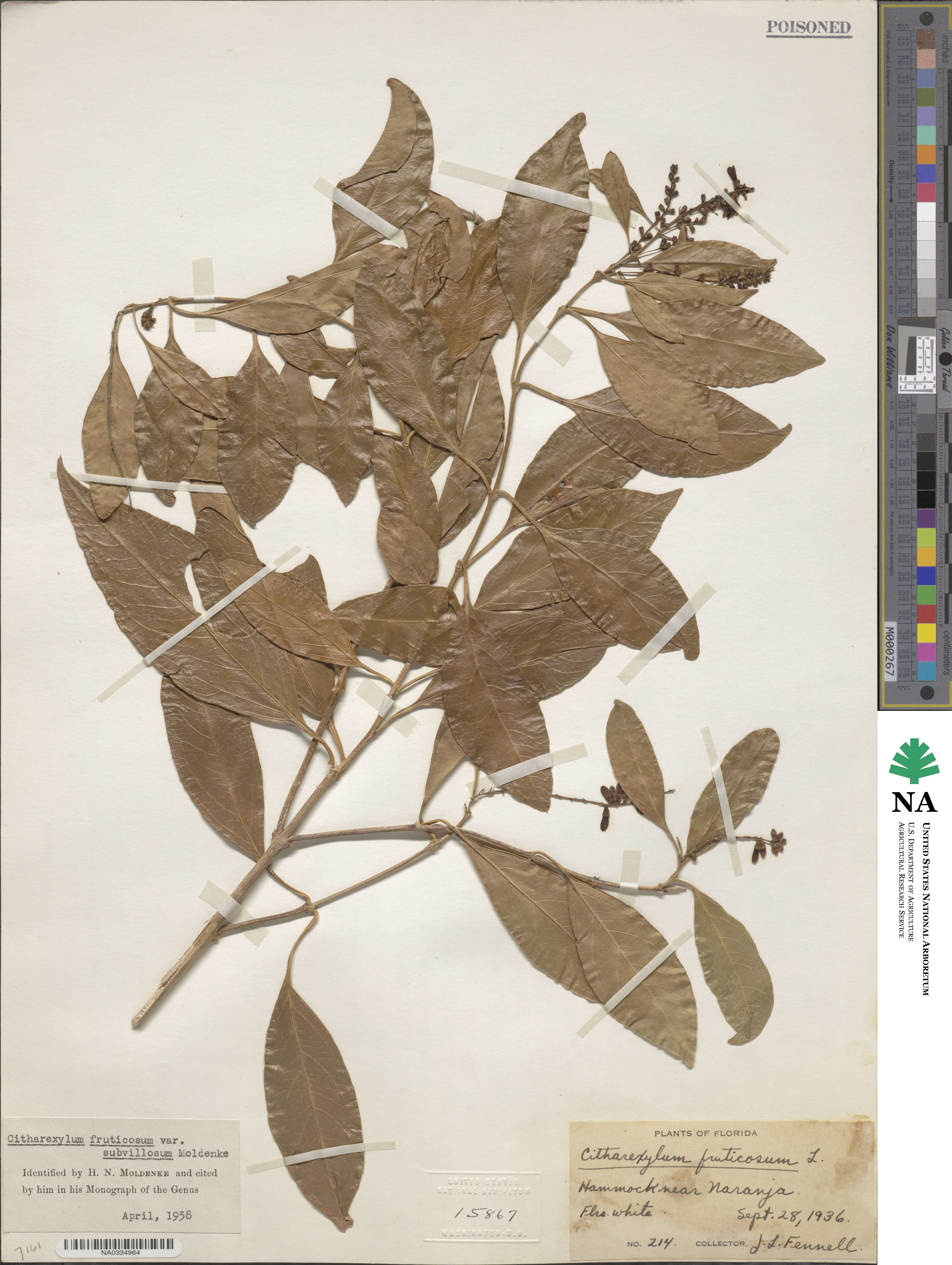 Citharexylum spinosum image
