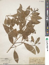 Citharexylum spinosum image