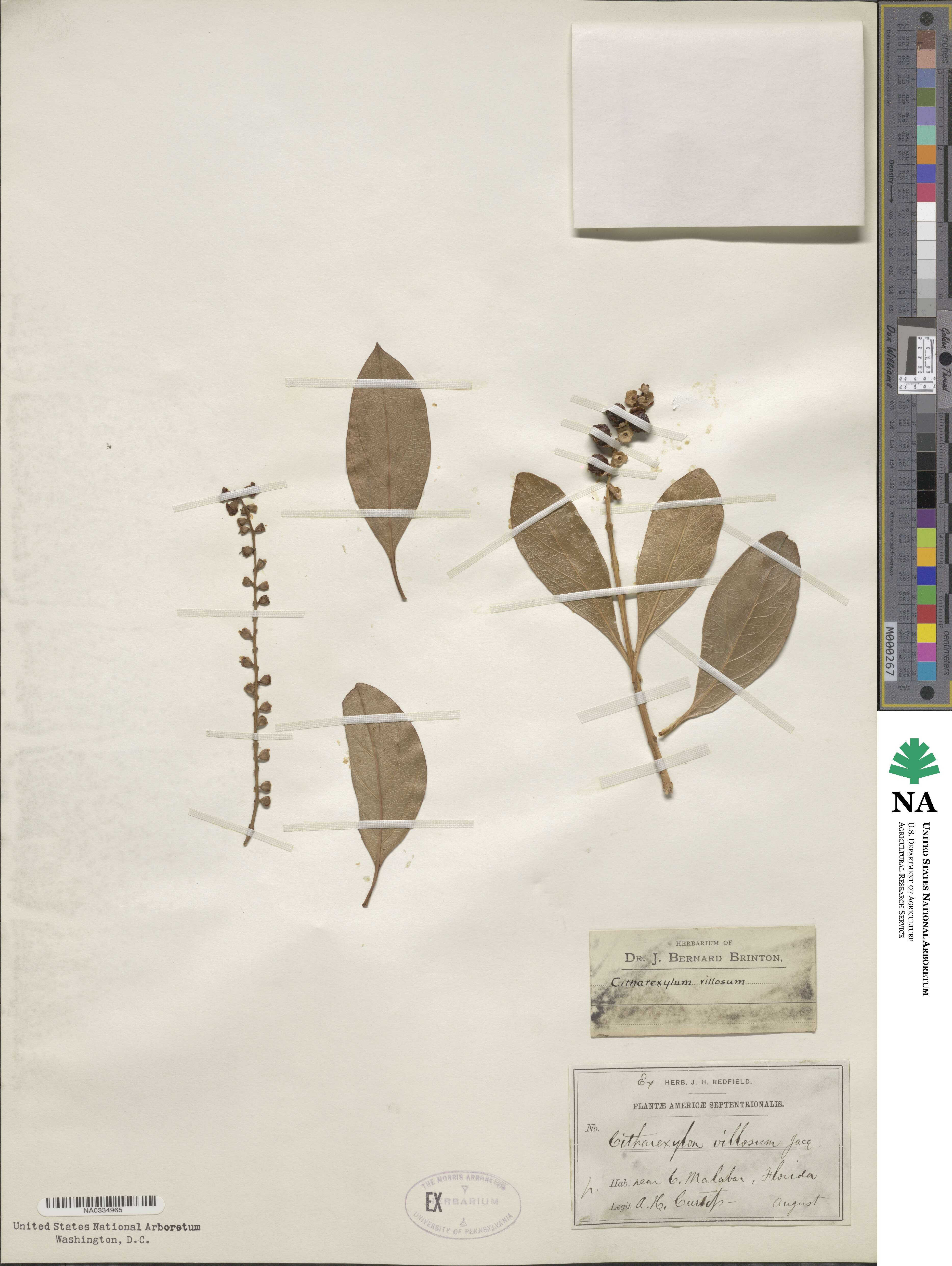 Citharexylum spinosum image