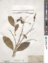 Citharexylum spinosum image