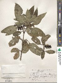 Citharexylum affine image