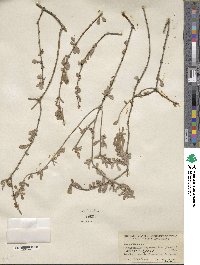 Citharexylum brachyanthum image