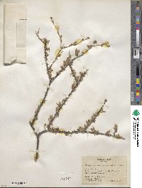 Citharexylum brachyanthum image