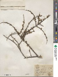 Citharexylum brachyanthum image