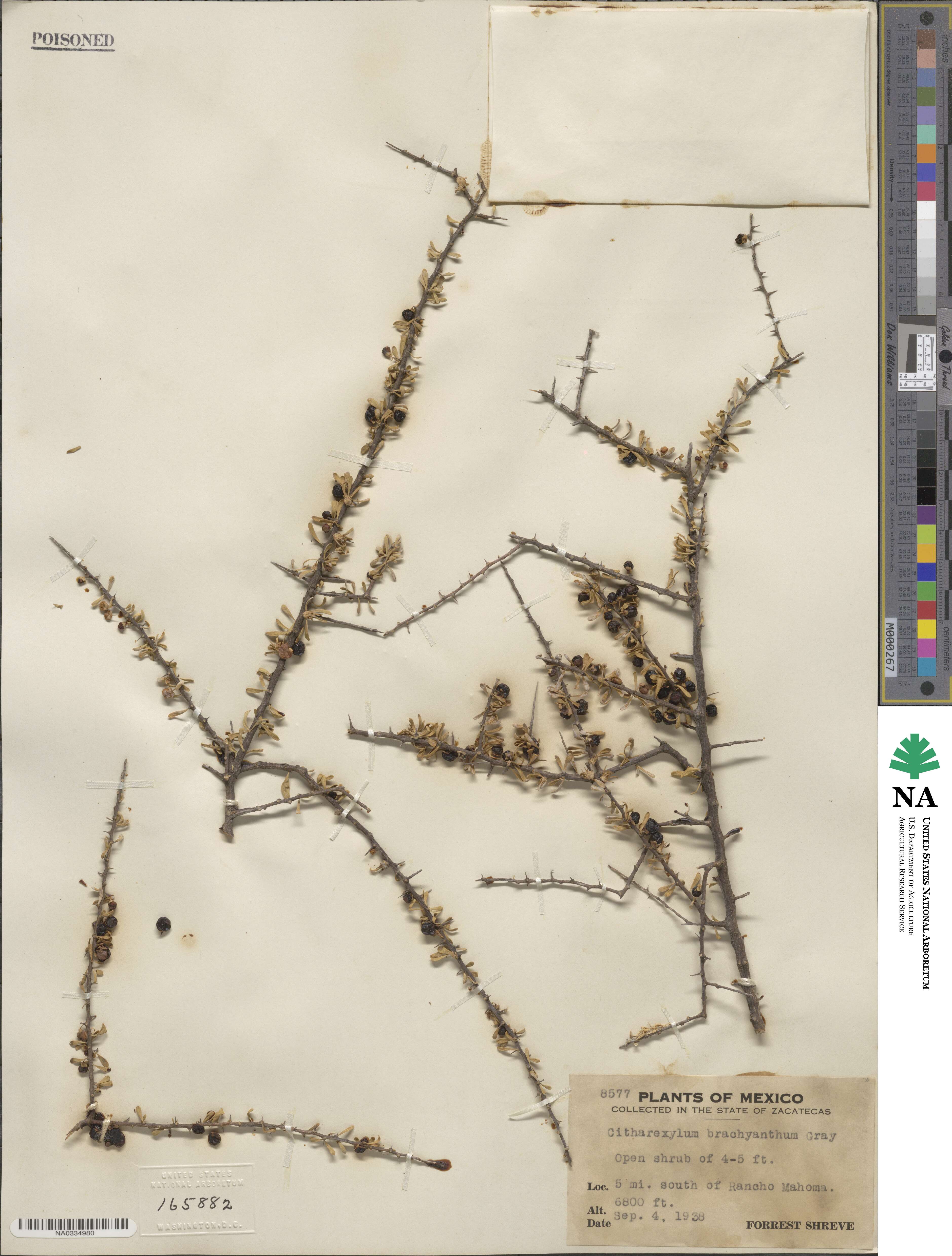 Citharexylum brachyanthum image