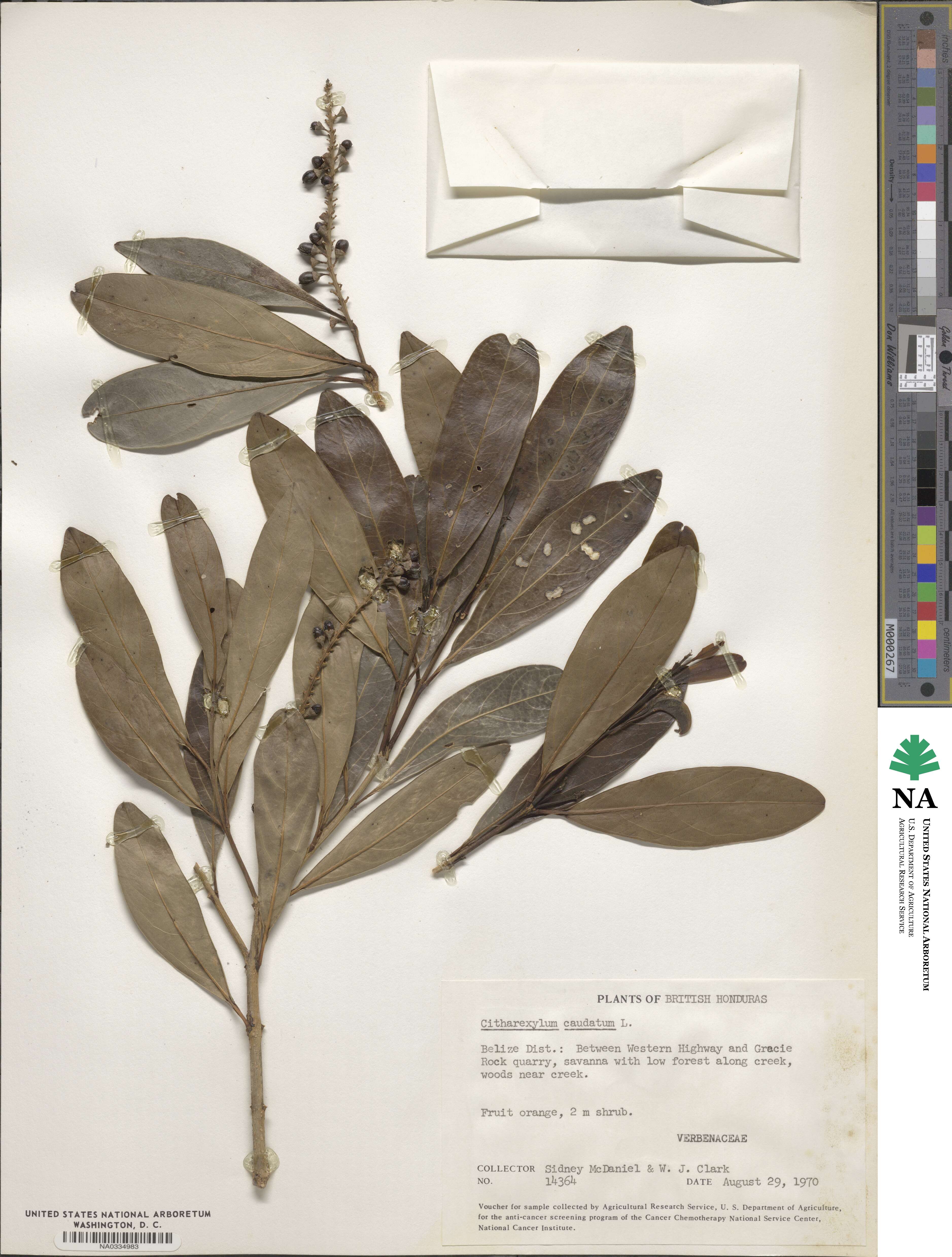 Citharexylum caudatum image