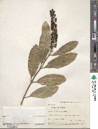 Citharexylum caudatum image