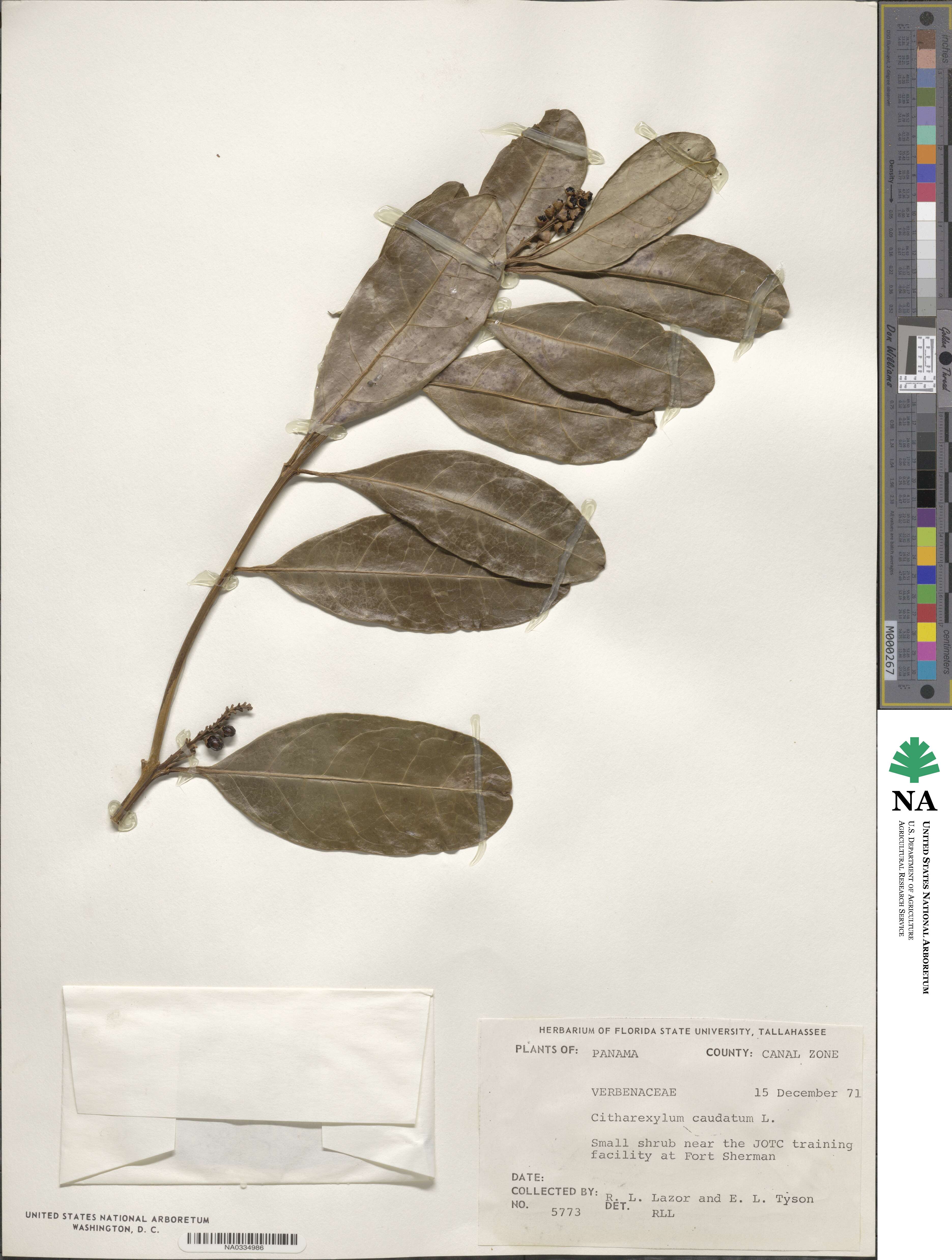 Citharexylum caudatum image