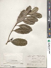 Citharexylum caudatum image