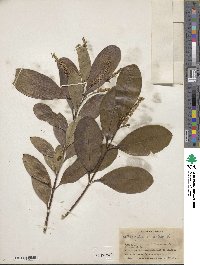 Citharexylum caudatum image