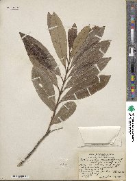 Citharexylum caudatum image