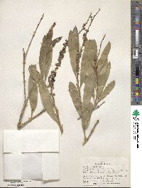 Citharexylum caudatum image