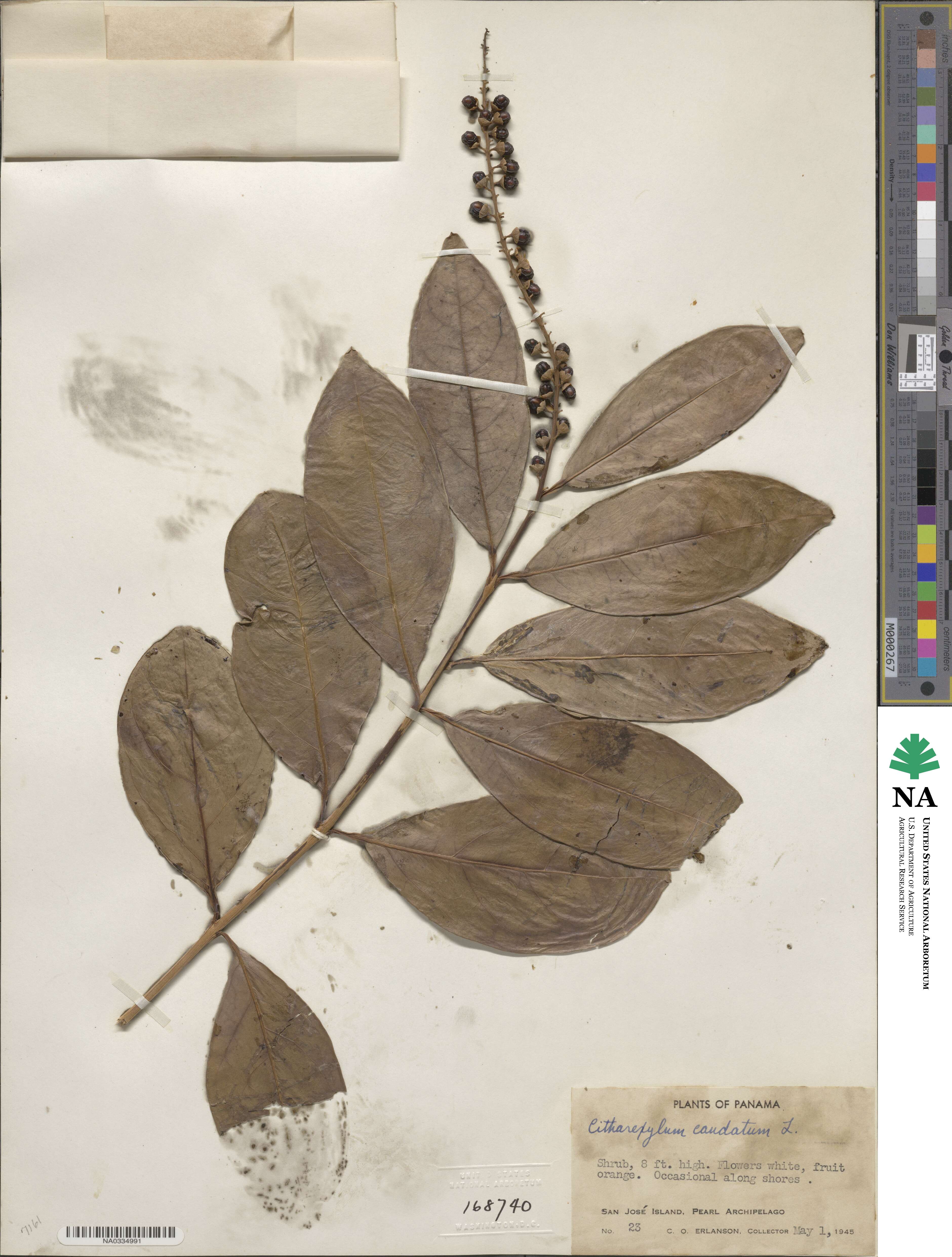 Citharexylum caudatum image