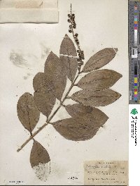 Citharexylum caudatum image