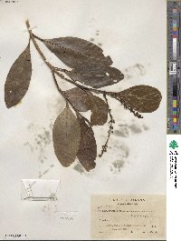 Citharexylum caudatum image