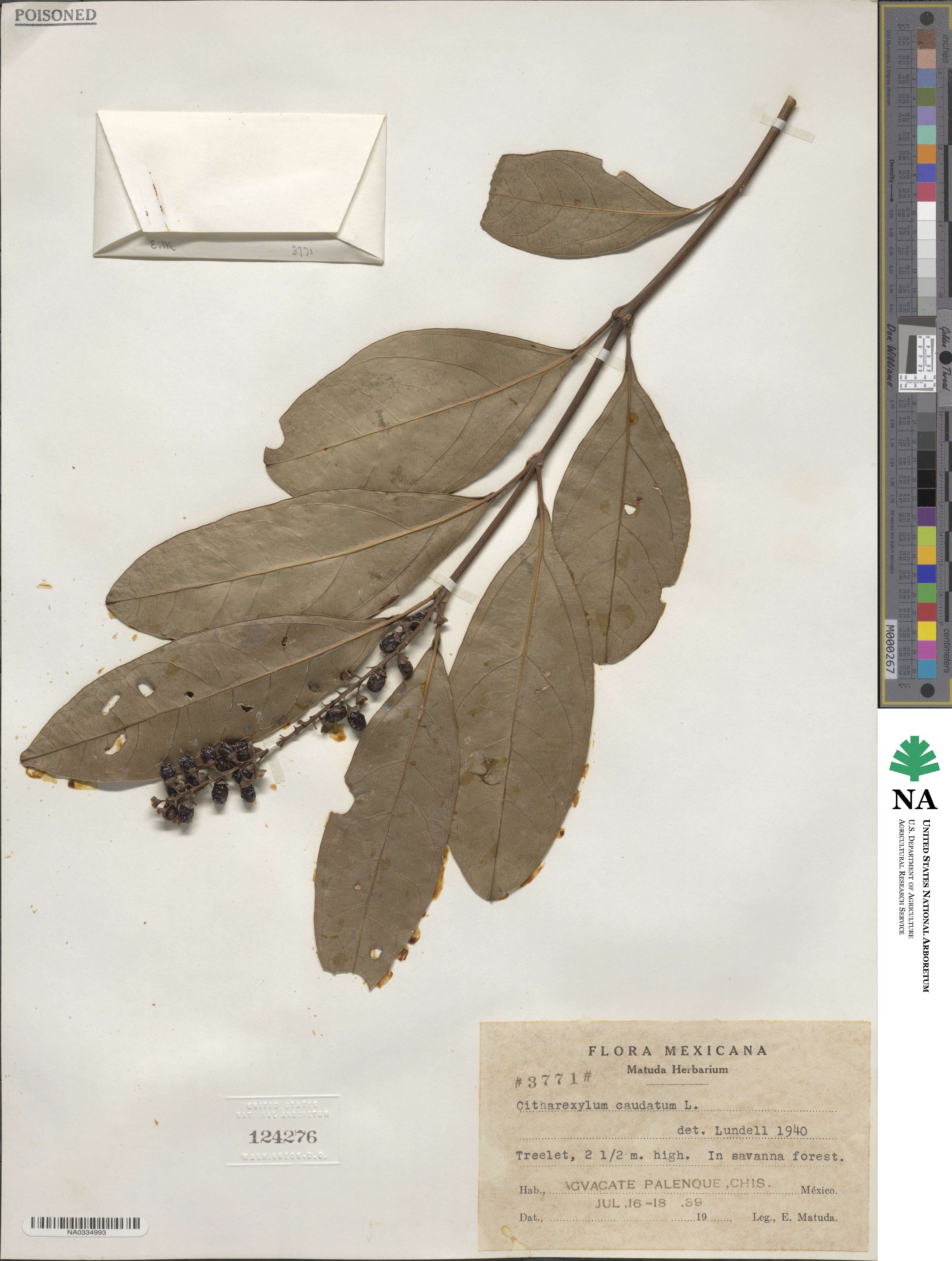 Citharexylum caudatum image