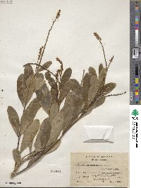 Citharexylum caudatum image