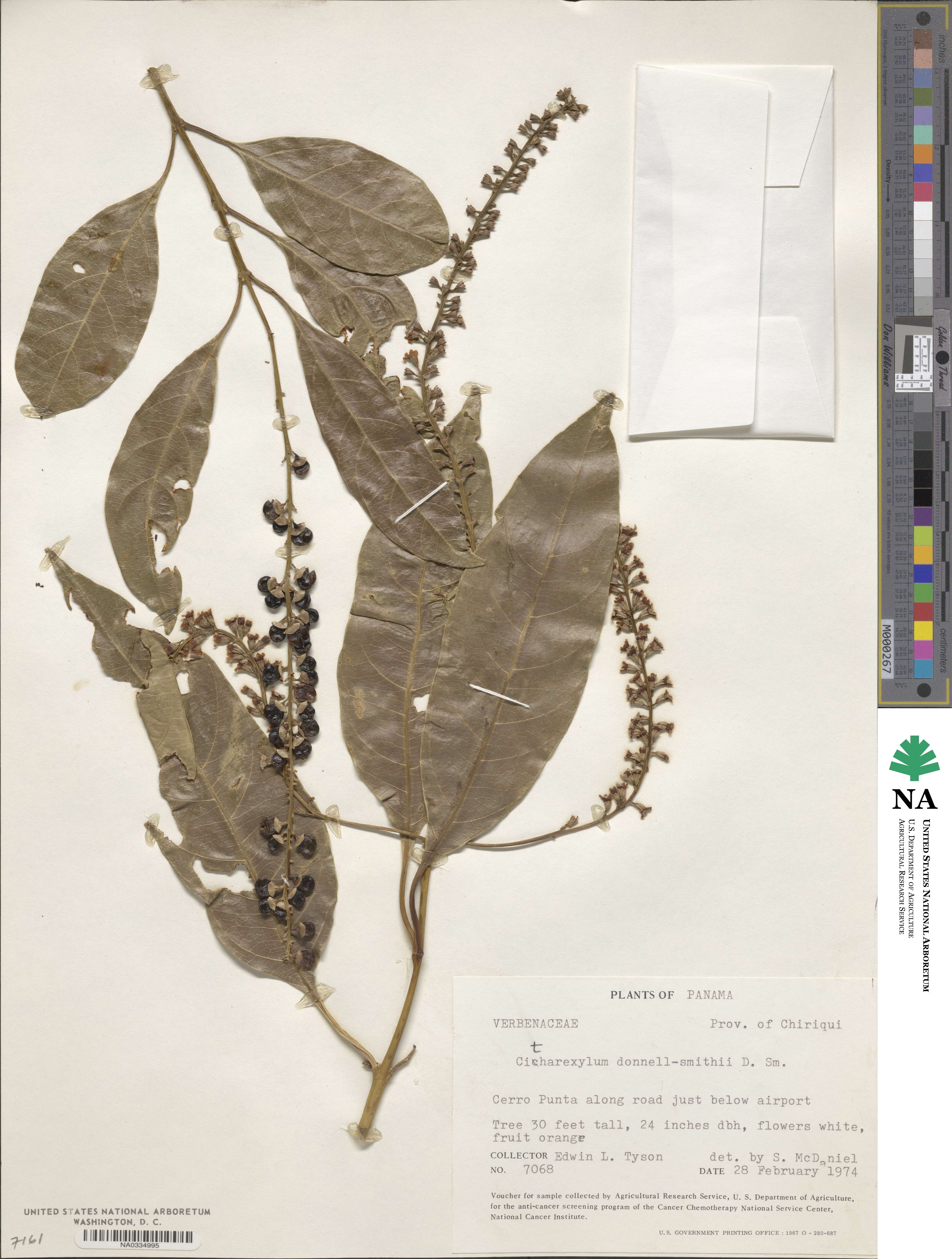 Citharexylum donnell-smithii image