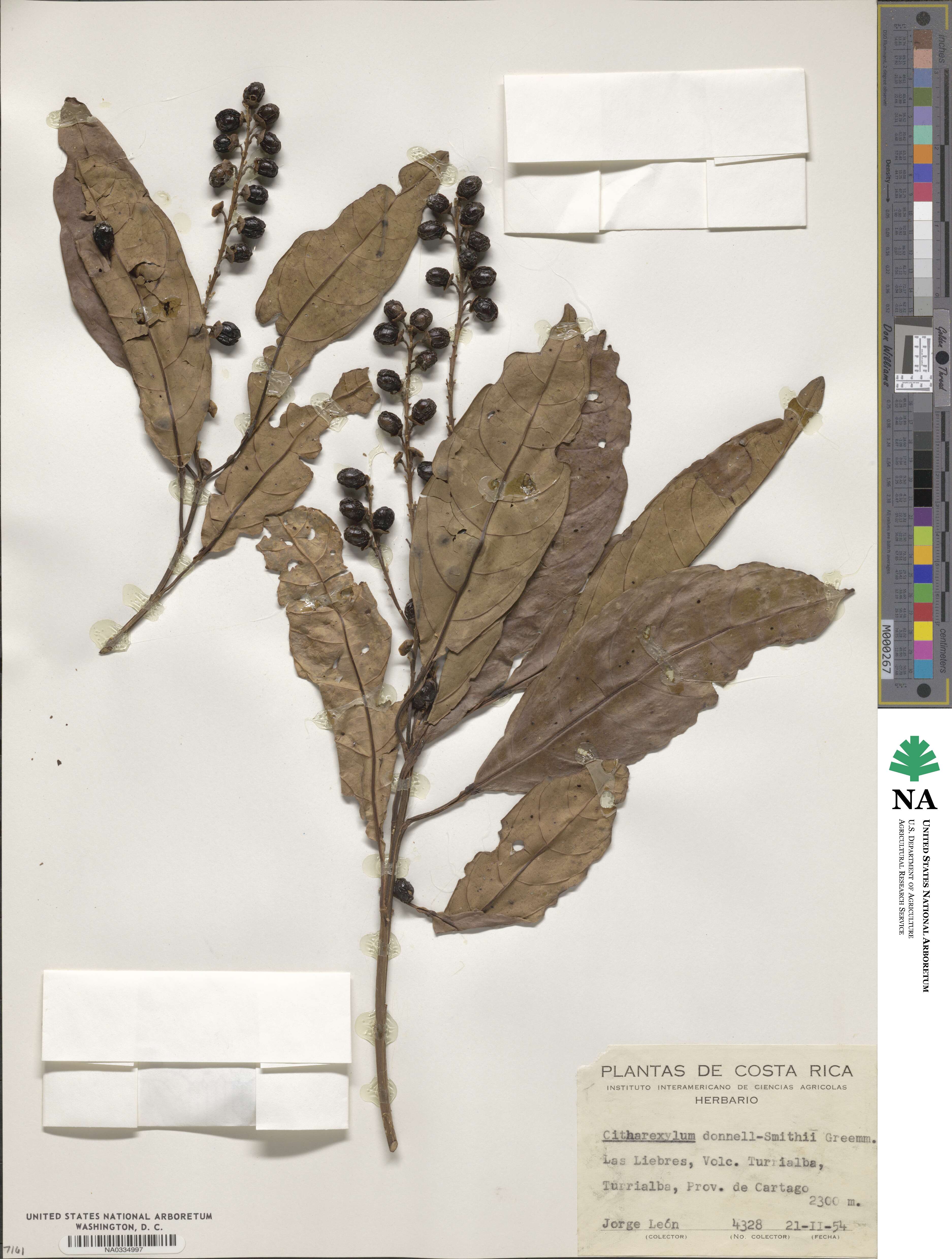 Citharexylum donnell-smithii image