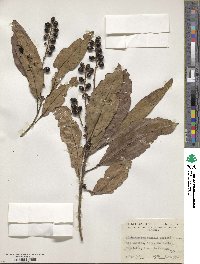 Citharexylum donnell-smithii image