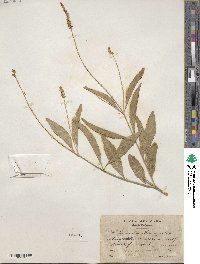 Citharexylum hexangulare image