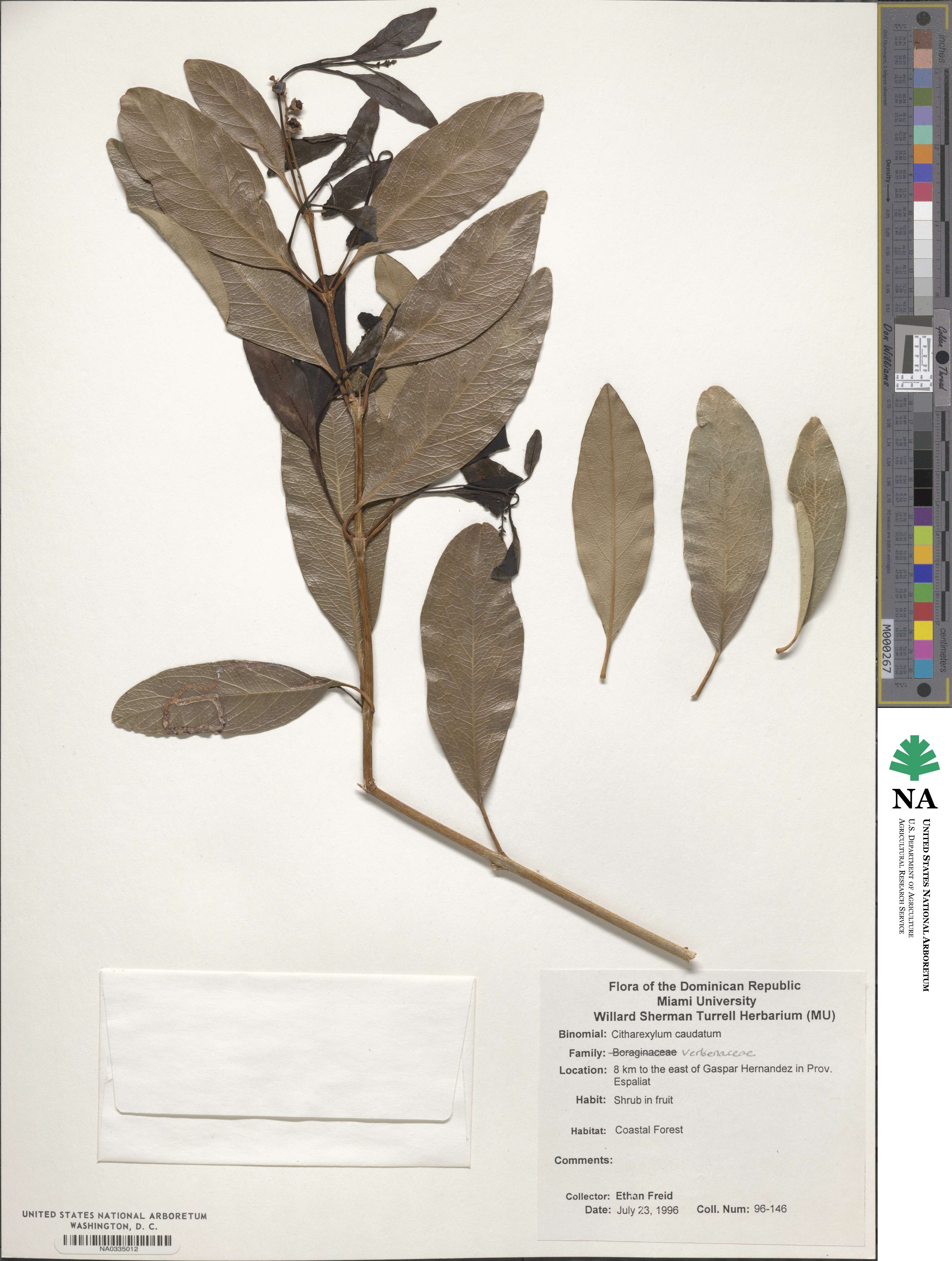 Citharexylum caudatum image