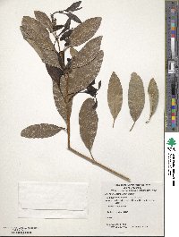 Citharexylum caudatum image