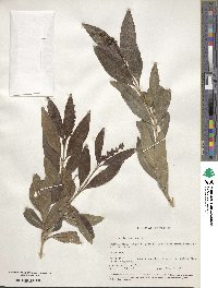 Citharexylum caudatum image