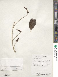 Citharexylum caudatum image