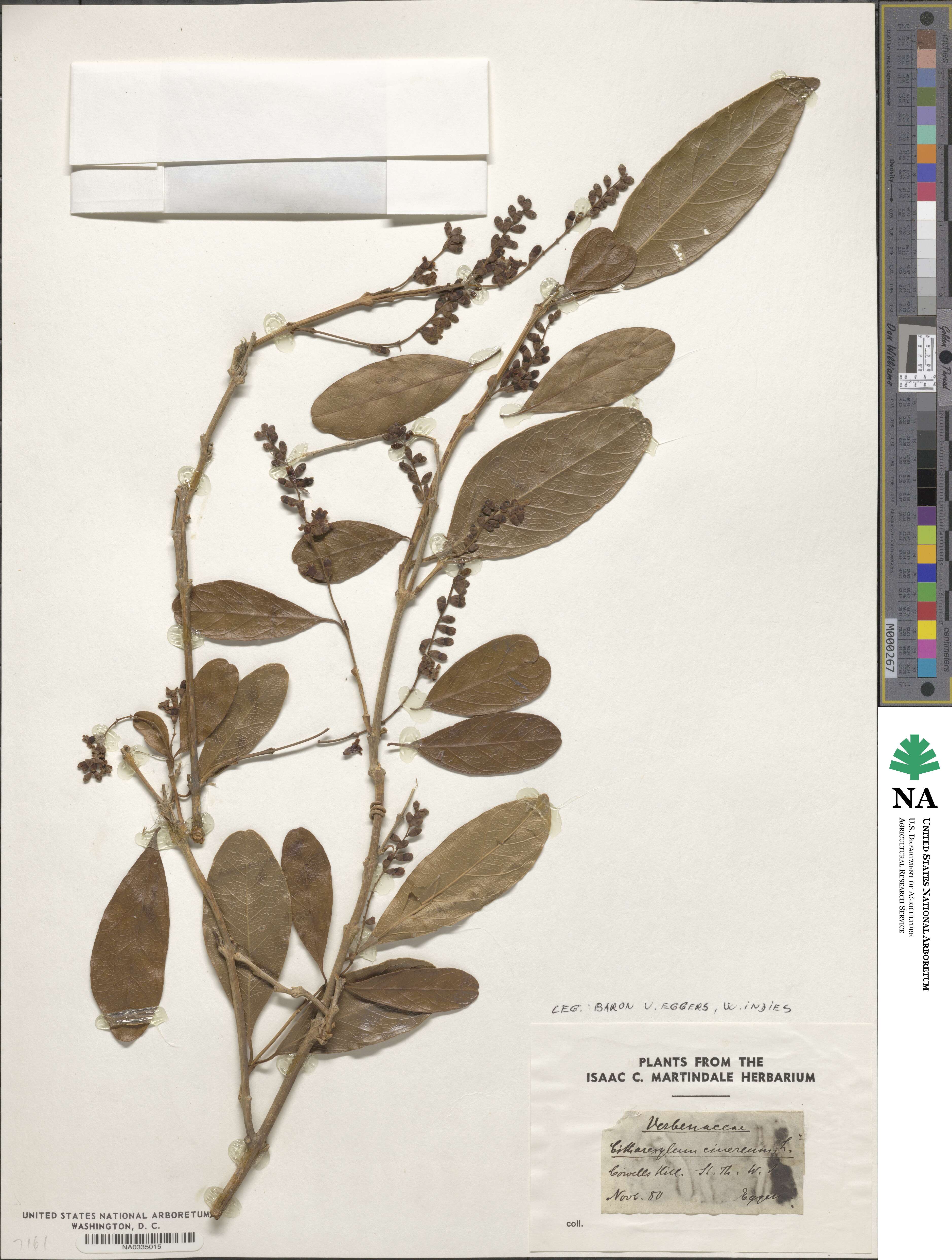 Citharexylum cinereum image