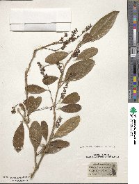 Image of Citharexylum cinereum