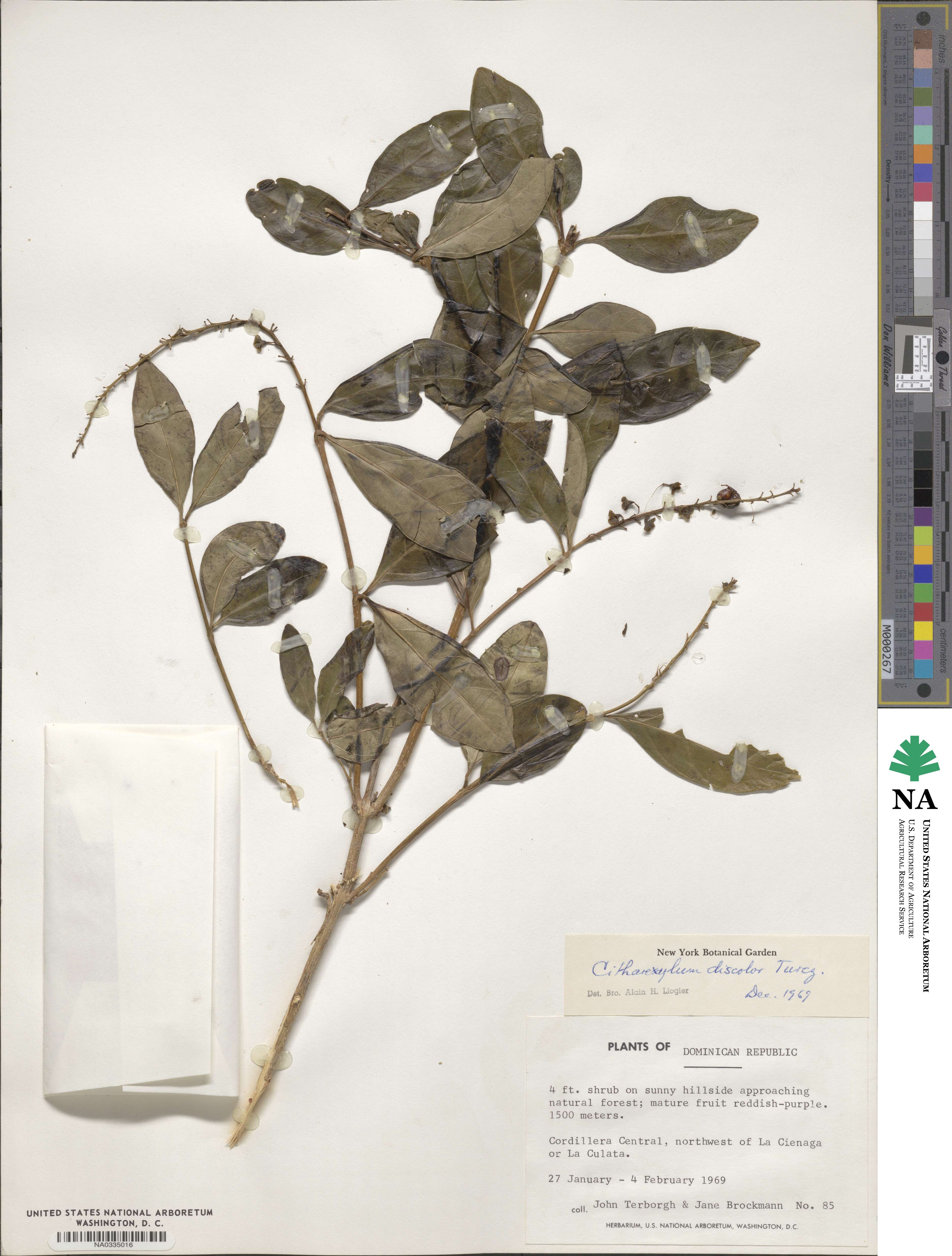 Citharexylum discolor image