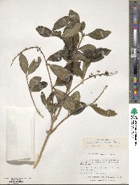 Image of Citharexylum discolor