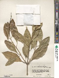 Citharexylum spinosum image