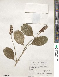 Citharexylum spinosum image