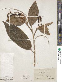 Citharexylum spinosum image