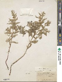 Mentha canadensis image