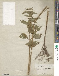 Mentha canadensis image