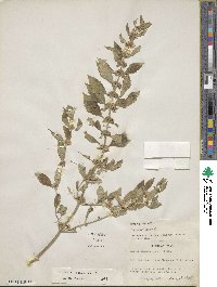 Mentha canadensis image