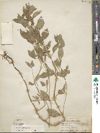 Mentha canadensis image