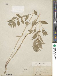 Mentha canadensis image