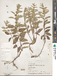 Mentha canadensis image